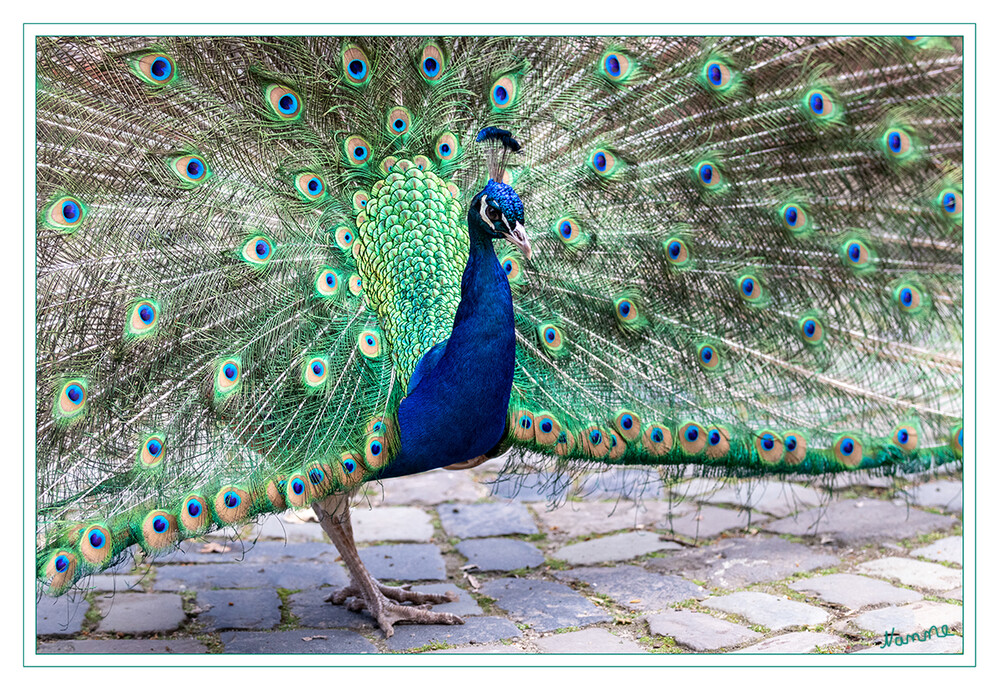 Blauer Pfau 
(Pavo cristatus) ist eine Vogelart aus der Familie der Fasanenartigen (Phasianidae). Er gehört zur Ordnung der Hühnervögel und ist neben dem Fasan und dem Haushuhn einer der bekanntesten Vertreter dieser Vogelgruppe.

Aufgrund ihres auffälligen Aussehens gelten vor allem die Männchen als die ältesten Ziervögel. Bereits in den Sagen der griechischen Antike wurden sie erwähnt. Als standorttreue Vögel werden die ursprünglich in Indien und Sri Lanka beheimateten Tiere heute weltweit als Haustiere gehalten.  laut Wikipedia
Schlüsselwörter: 2024