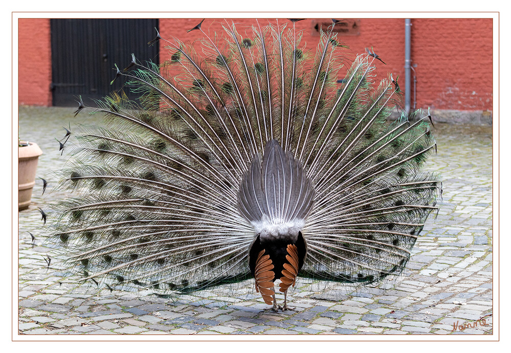 Ein schöner Rücken...
Balzender Pfauenhahn von hinten
Schlüsselwörter: Pfau