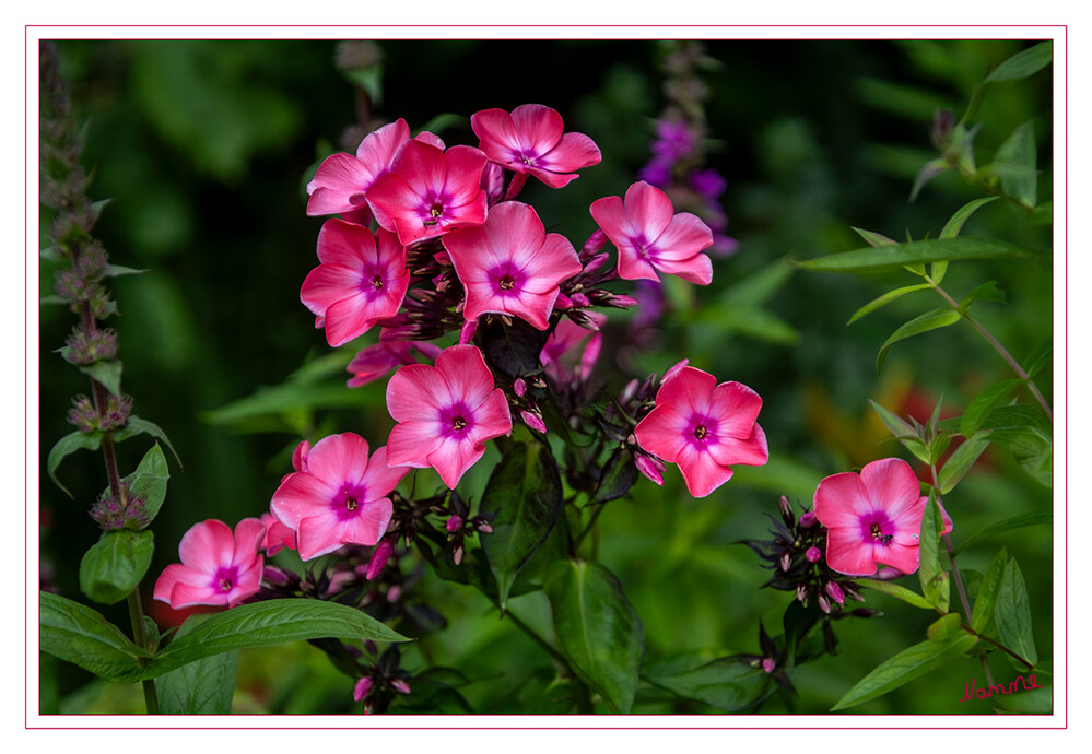 Phlox
Der Hohe Stauden-Phlox, auch Rispige Flammenblume, Herbstflieder oder einfach Flammenblume genannt, ist eine Pflanzenart aus der Gattung der Flammenblumen in der Familie der Sperrkrautgewächse. laut Wikipedia
Schlüsselwörter: 2024