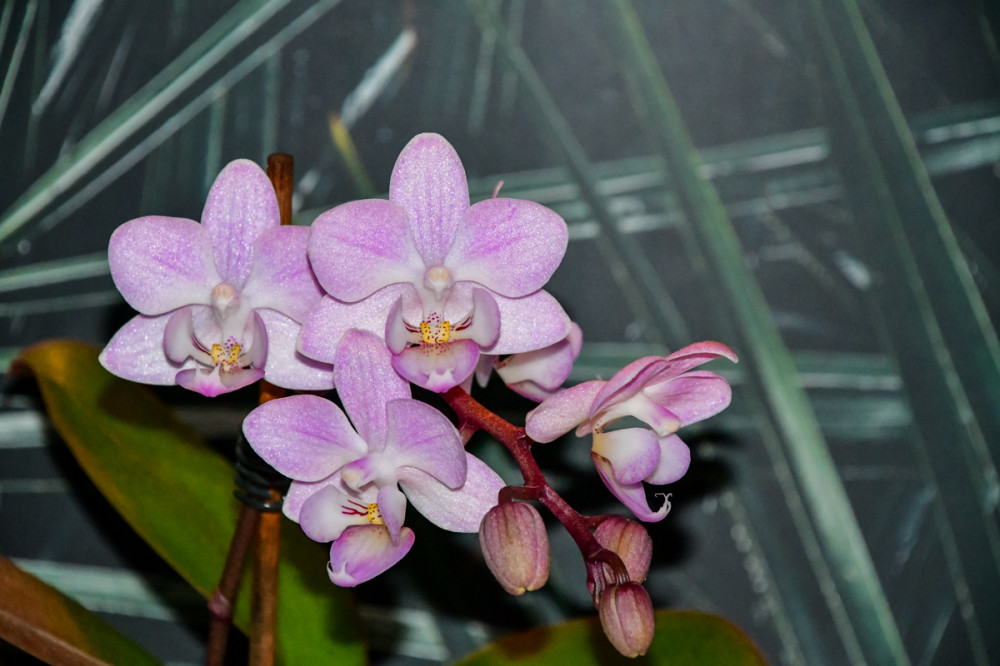 Mini-Phalaenopsis-Orchideen
sind mit ihren bezaubernden Blüten eine Augenweide für jeden Liebhaber. Sie variieren in Farbe u. Größe. Die kleinsten haben eine Blattlänge von ca. 10 cm. (mein-schoener-garten)
Schlüsselwörter: 2025