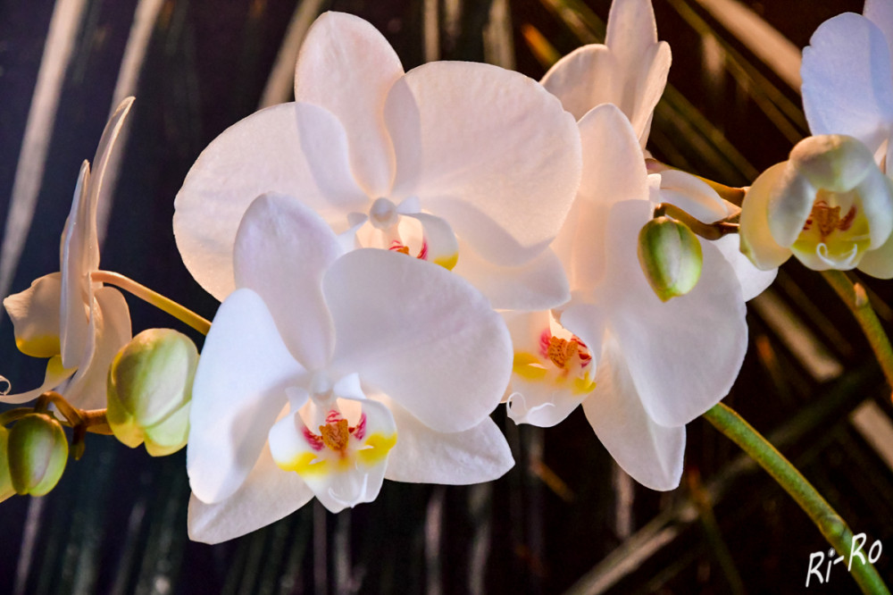 Beleuchtet
Erstmals erwähnt wurden Phalaenopsis um 1704. Die ersten künstlichen Hybriden wurden 1886 in Chelsea bei London gezüchtet. (wikipedia)
Schlüsselwörter: 2025