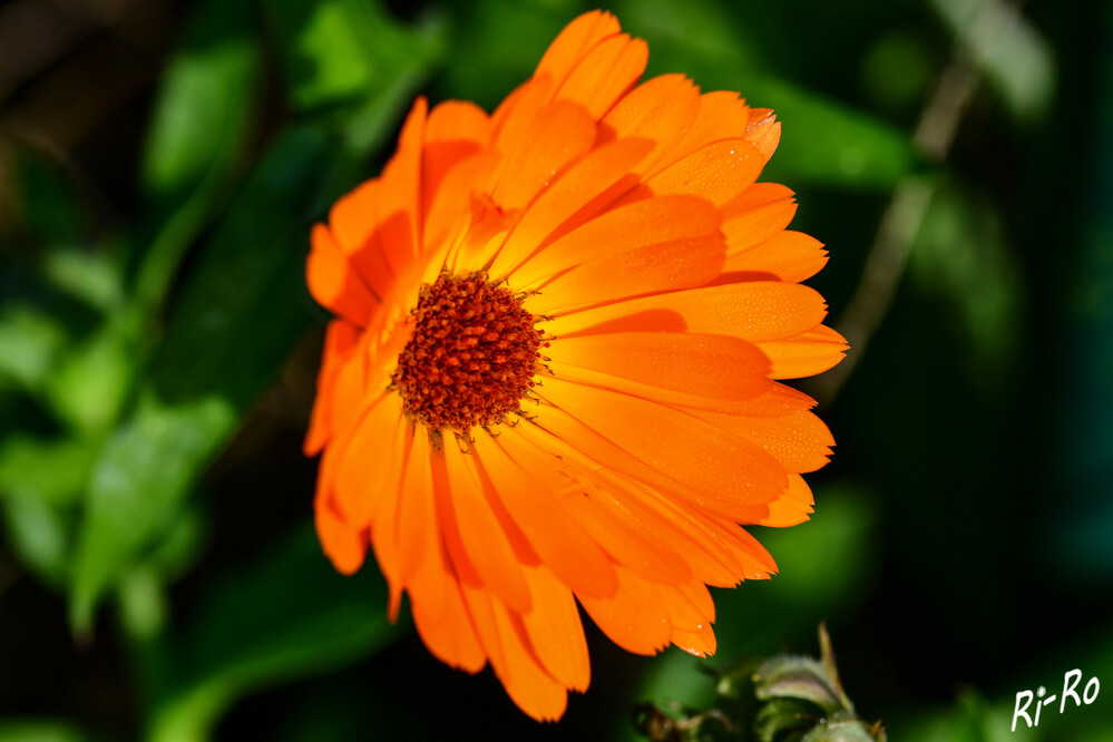 Ringelblume
die ursprüngliche Herkunft ist unbekannt. Schon seit vielen Jahrhunderten wird diese Pflanze, von Menschen angebaut u. genutzt. Ihre Blütezeit dauert von Juni bis Oktober. (botanischer-garten)

 
Schlüsselwörter: 2024