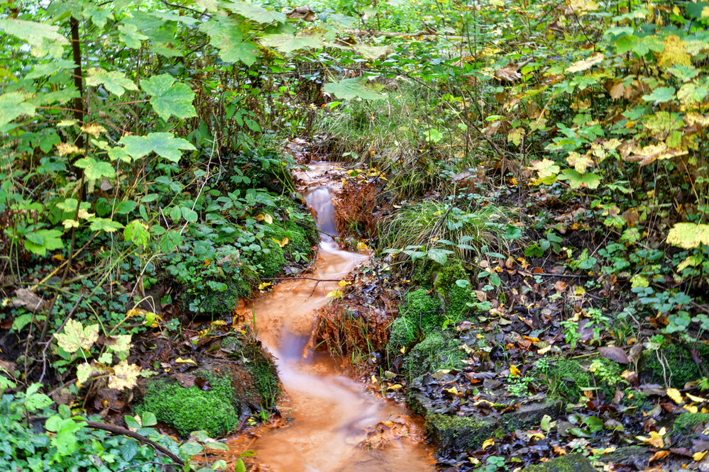 Bachlauf
Ein Erlebnis sind die Eisenocker führenden Quellen, die sich in rostroter Farbe ihren Weg durch das Unterholz bahnen. (ruhrwurz)
Schlüsselwörter: 2024