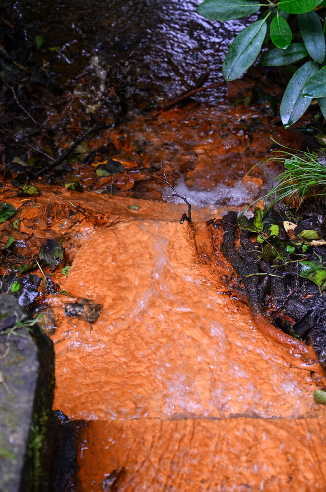 Gefärbt
Der Rombergpark im Dortmunder Süden wird vom Schondellebach durchflossen. Auch die hier entspringenden Wasserläufe münden in den Schondellebach. Einige dieser Bäche führen gelben Eisenocker (Rost) in hoher Konzentration mit sich. (dortmund)
Schlüsselwörter: 2024