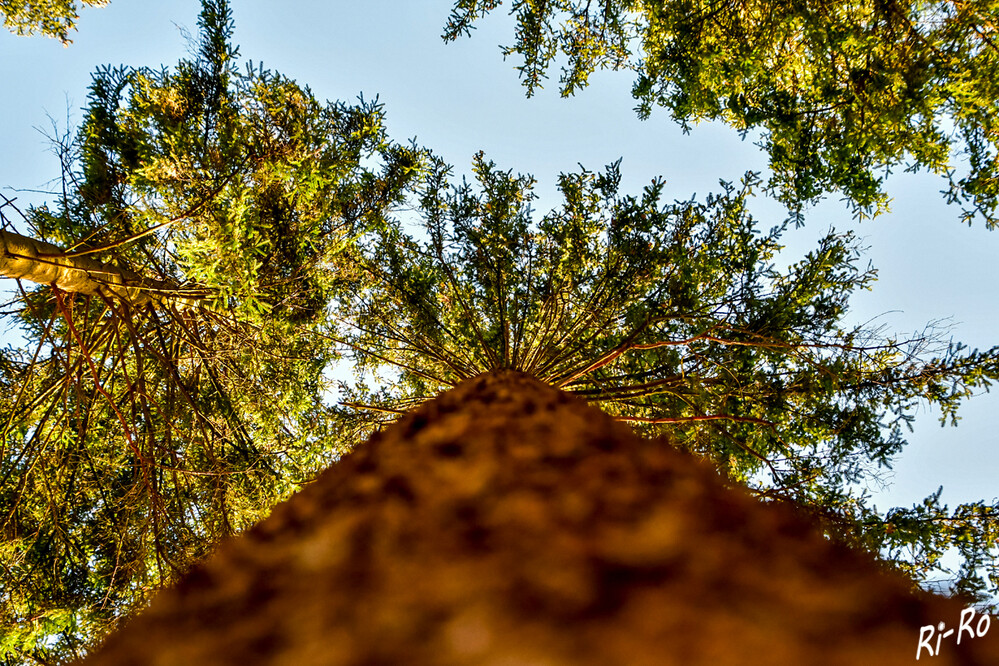   Baumkronen
Das Holz der Tanne ist gelblichweiß. Mit ihrem etagenartigen Aufbau u. der schönen Krone gehören Tannen zu den elegantesten Nadelbäumen. (bildungsserver-wald)
Schlüsselwörter: 2024