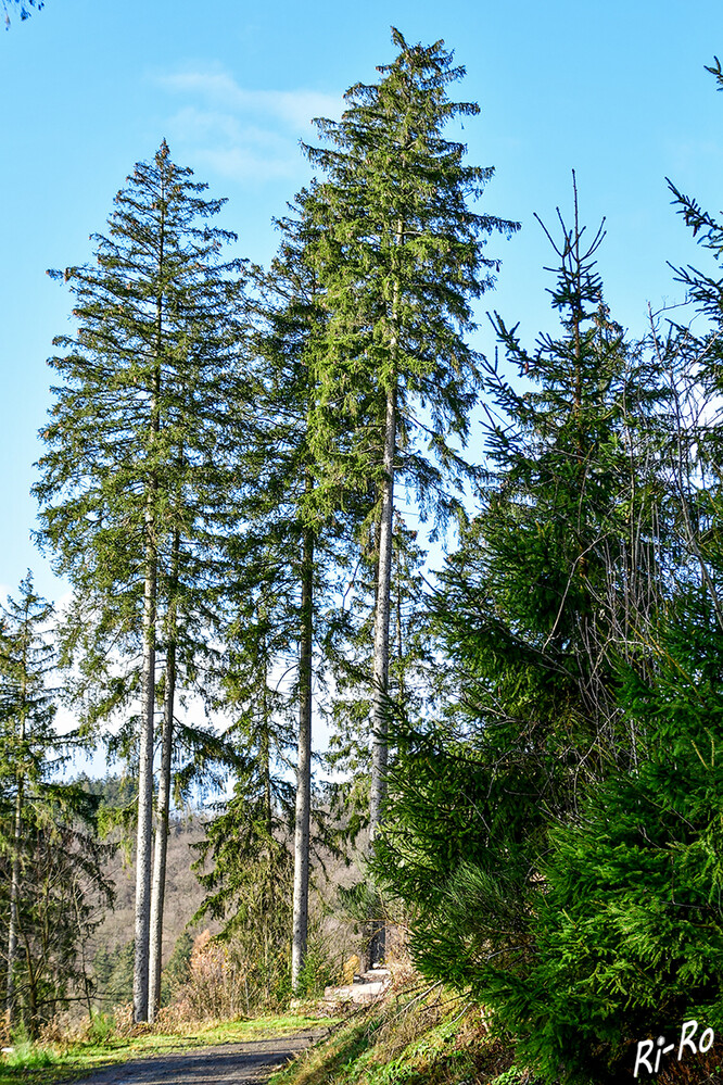 Himmelssäule
die über 120 Jahre alten Baumriesen sind die größten Lebewesen des Sauerlandes u. bis zu 63 m hoch. (sauerland-wanderdoerfer.de)
Schlüsselwörter: 2024