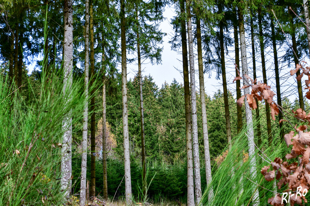 Blick in den Wald
Natur, Erlebnis & Fitness. All das bietet der Walderlebnispfad von Bad Fredeburg auf einem ca. 4 km langen Wanderweg durch den heimischen Wald. Hier gibt es Wissenswertes über die heimische Tier- u. Pflanzenwelt zu erfahren. (bad-fredeburg.de)

 
Schlüsselwörter: 2024