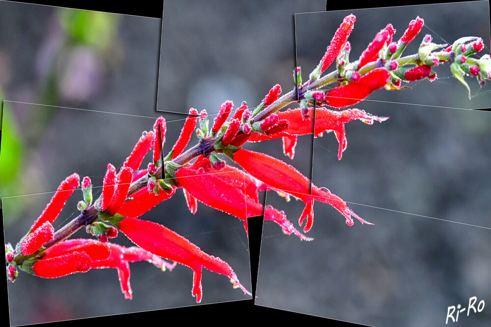 Ananassalbei
ist eine exotische Salbeiart. Wie viele tropische Salbeiarten blüht er erst im Spätherbst ab Ende Oktober mit knallroten Lippenblüten an dichten Rispen, welche erst nach unten geneigt sind u. sich mit Öffnen der Blüten aufrichten. (kraeutergarten)
Schlüsselwörter: 2024