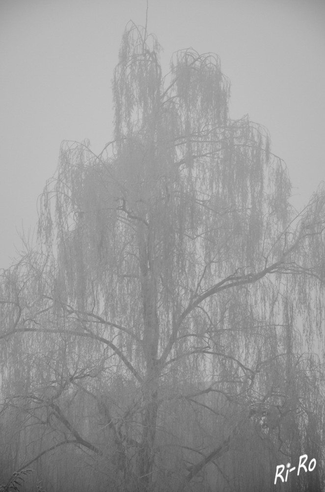 Grauer Begleiter
Nebel ist für alle ein bestens bekannter Begriff, er beschreibt eine Ansammlung von Wassertröpfchen oder Eiskristallen in der Luft. Eng verwandt mit Nebel ist der Hochnebel. (meteonews.ch) 
Schlüsselwörter: 2025