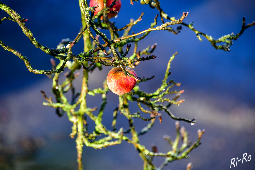 Reifer Apfel
dieser hängt immer noch im Dezember am Ast. Er leuchtet in den blauen Himmel.
Schlüsselwörter: 2024