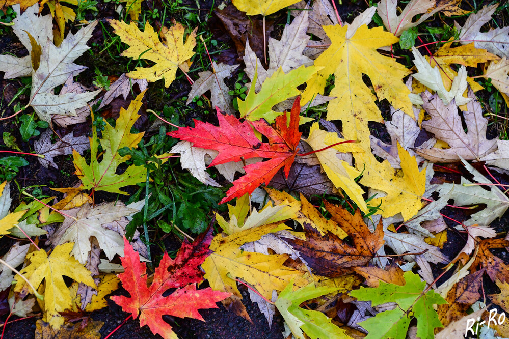 Naturschauspiel
Lautlos abgefallen. Ohne ausreichend Sonnenlicht verschwindet der grüne Farbstoff u. andere Farben breiten sich im Blatt aus. Die Blätter geben auch noch wichtige Mineralstoffe ab. Der Baum speichert die nötige Menge der Stoffe. (br.de)
Schlüsselwörter: 2024