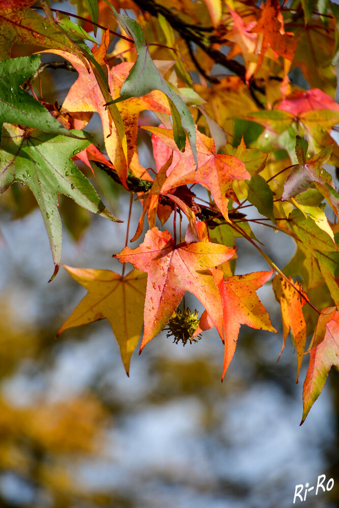 Herbstlaub
es erwartet uns eine wahre Farbenpracht die Blätter leuchten in Rot, Gelb oder Orange. Der Zeitraum, in dem diese fallen, liegt im Allgemeinen irgendwo zwischen Anfang Oktober u. Ende November. (mdr)
Schlüsselwörter: 2024