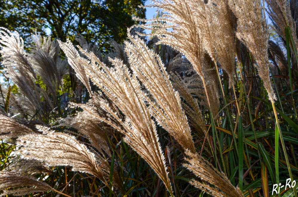 Pampasgras 
ist ein großes, auffälliges Gras, das im Spätsommer u. Herbst gefiederte Federn ausbildet. Etwa 80-100cm können die Blütenstände in die Höhe ragen. (wikipedia)
Schlüsselwörter: 2024