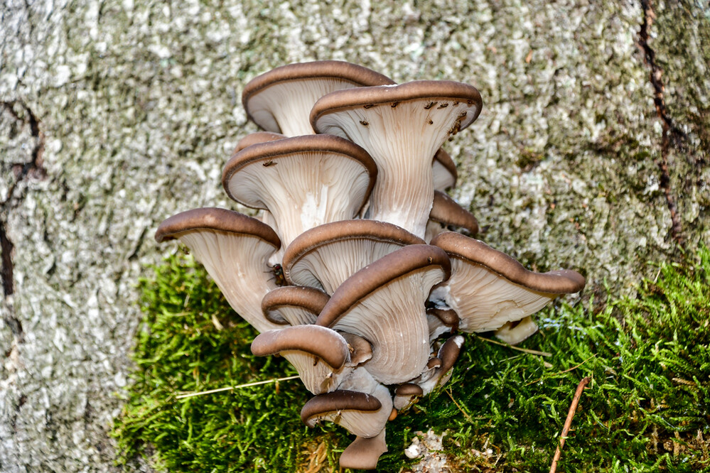 Austern-Seitling
in Deutschland wählt er vorwiegend die Rotbuche als Substrat. Der Pilz besiedelt in der Regel das Stammholz u. dickere Äste. An stehenden Bäumen können die Fruchtkörper in mehreren Metern Höhe erscheinen. (wikipedia)
Schlüsselwörter: 2024