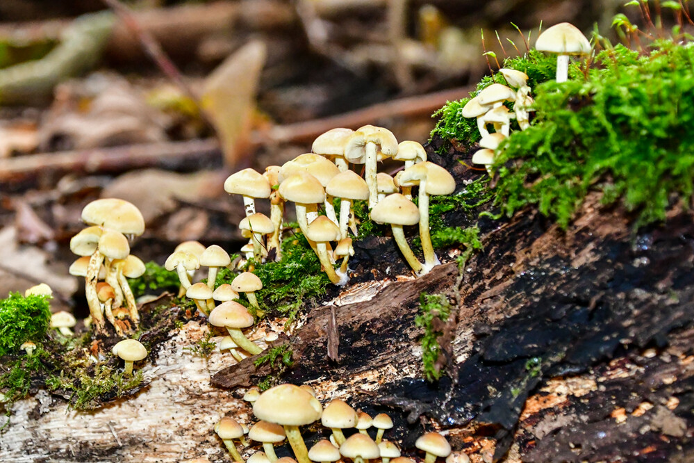 Gruppenbild mit Hüten
Der Gifthäubling wächst sowohl im Nadel- wie im Laubwald, nicht selten zusammen mit Stockschwämmchen am gleichen Totholz. Die Haupterscheinungszeit ist September bis Dezember. (Fundkorb.de/pilze)
Schlüsselwörter: 2024