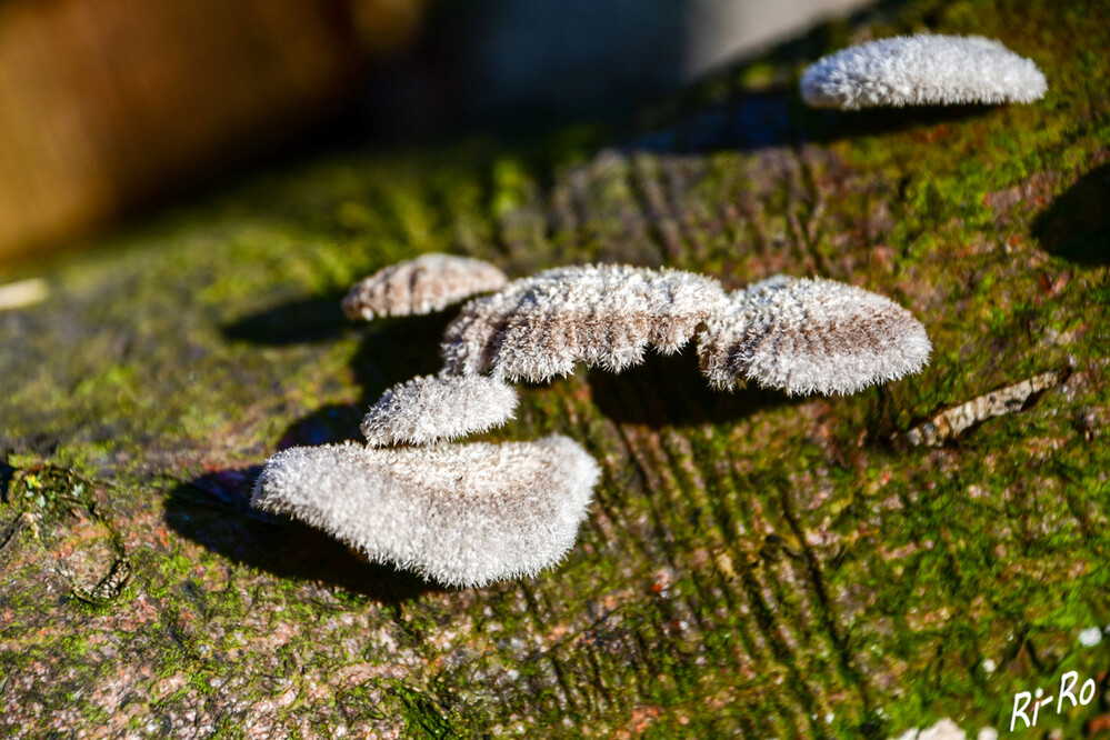   Pilze auf morschem Baumstamm
Puderquastenklammer ist eine Pilzart aus der Familie der Baumschwammverwandten. Der Pilz der in Europa vorkommt ähnelt einem pudrigen Kissen das auf Stümpfen wächst. (wikipedia)
Schlüsselwörter: 2024