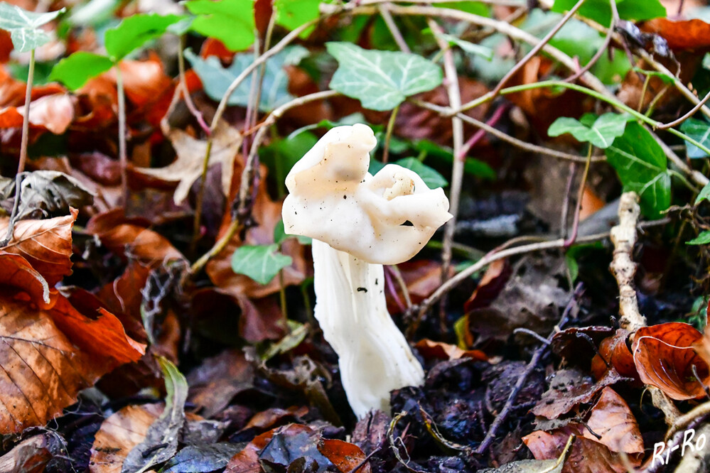 Herbstlorchel
Der Pilz ist ein Folgezersetzer, den man im Herbst u. Spätherbst finden kann. Hauptsaison hat die Art in den meisten Pilzjahren in der zweiten Oktoberhälfte u. im November. Sie wächst in den verschiedensten Waldarten u. dort dann gerne auf Waldwegen u. Wegrändern. (pilzbuch/pilzwelten)
Schlüsselwörter: 2024