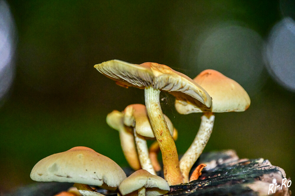 Grünblaettriger-Schwefelkopf
wächst büschelig auf totem Laub- u. Nadelholz. Hut mäßig fleischig, grüngelblich oder blass schwefelgelb, glatt. Stiel weißgelb. Bei der Auswahl seiner Substrathölzer ist er nicht wählerisch. Er erzeugt im Holz eine intensive Weißfäule. (pilzmuseum.at)
Schlüsselwörter: 2024