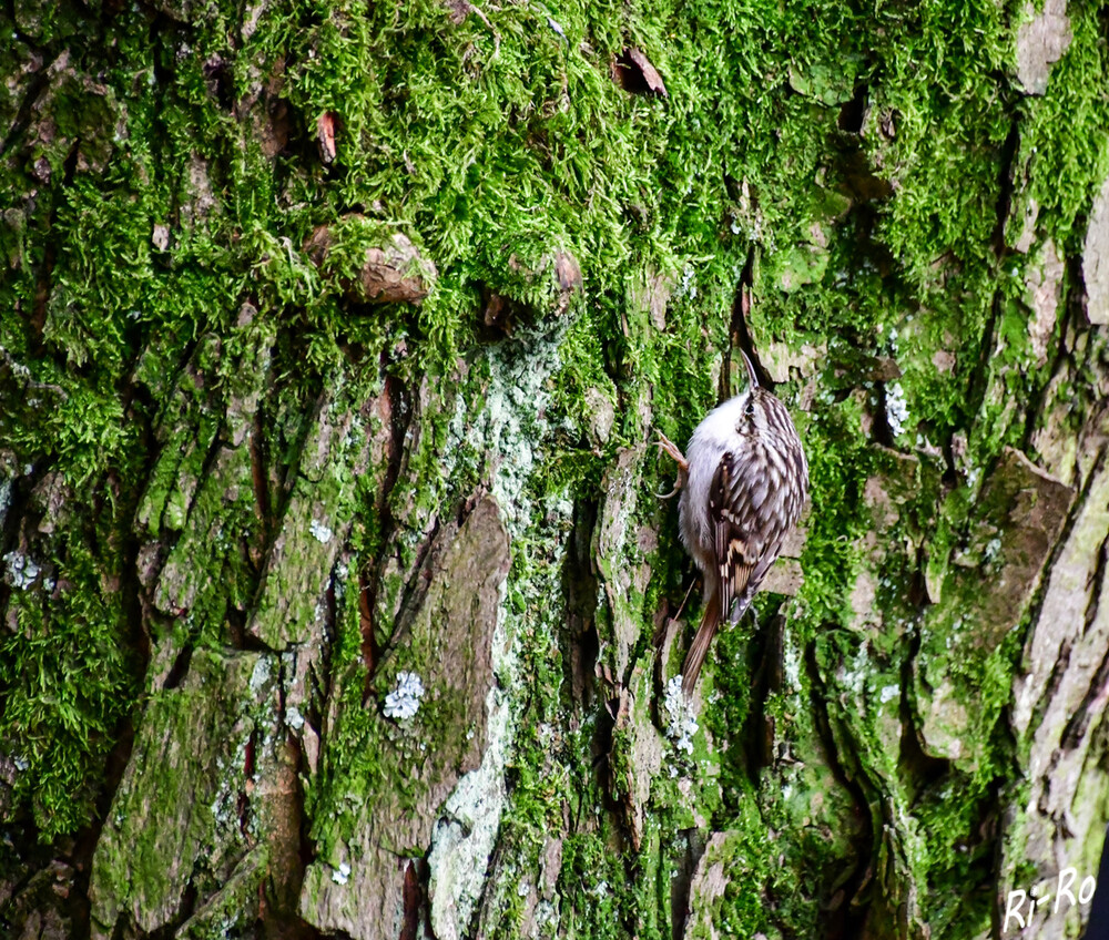 Gartenbaumläufer
sein Gefieder ähnelt der Rinde von Laubbäumen so stark, dass man ihn darauf kaum noch erkennen kann. Am Tag läuft er eine Strecke von bis zu drei Kilometern an Bäumen hoch. (vogelundnatur)
