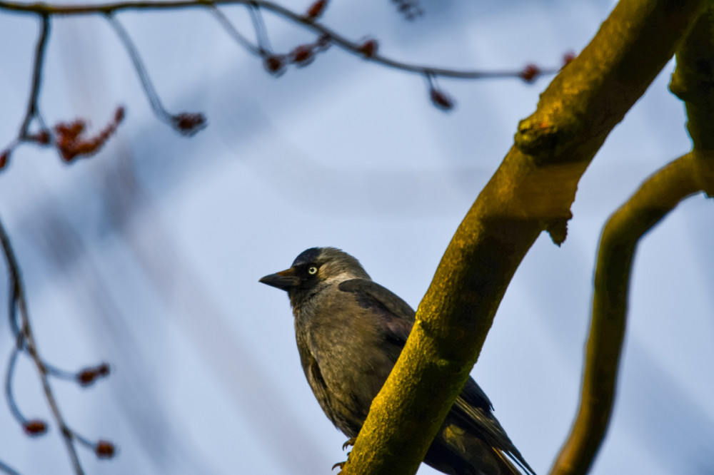 Die Dohle
spielt eine wichtige Rolle im Ökosystem. Mit ihrem markanten Aussehen u. ihrem geselligen Wesen erobert sie die Herzen der Vogelfreunde im Sturm. In freier Wildbahn kann sie bis zu 15 Jahre alt werden. (heimische-voegel)
Schlüsselwörter: 2025