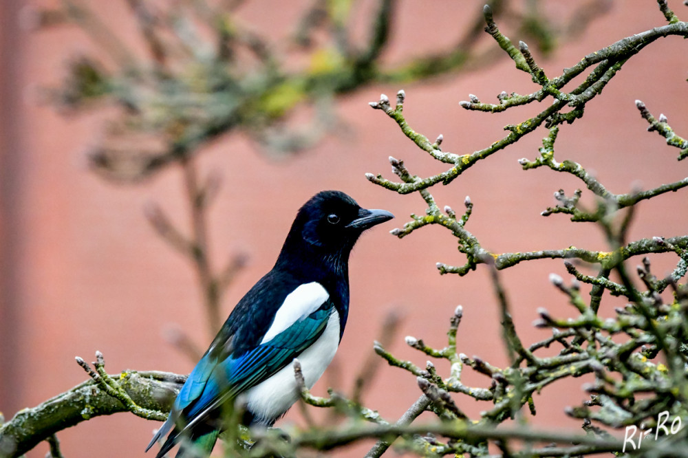 Brillanter Rabenvogel
Elstern sind sehr intelligente u. neugierige Tiere. Sie verstecken ihre Nahrung für kurze Zeit in kleinen Löchern im Boden u. müssen sich die Stelle genau einprägen, um sie später wieder zu finden. Sie sind mit ungefähren 50 cm nur etwas kleiner als Krähen. Unverwechselbar ist ihr starker Kontrast im Gefieder. (nabu/ vogelnatur)
Schlüsselwörter: 2025