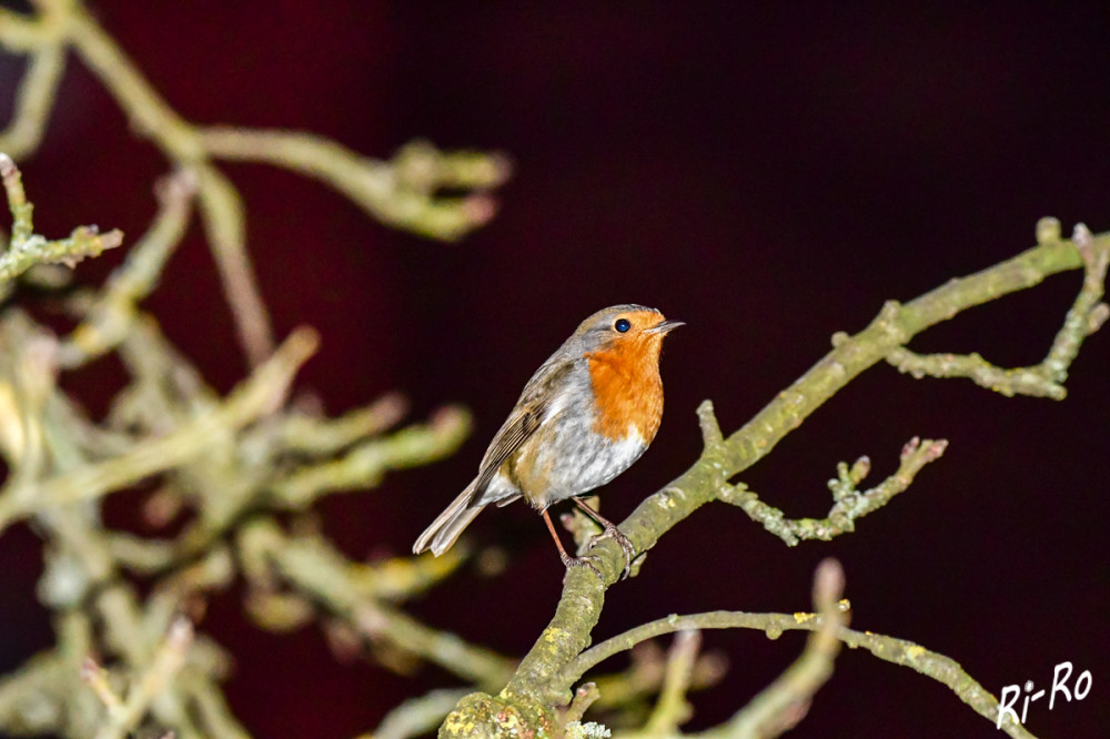 Abendaktivität
Das Rotkehlchen ist normalerweise tag- u. dämmerungsaktiv, teilweise aber auch nachtaktiv. Es übernachtet im Regelfall einzeln, gewöhnlich versteckt in dichtem Gebüsch. In strengen Wintern sucht es jedoch auch Hühnerställe, Taubenschläge u. ähnliches auf.(wikipedia)

 
Schlüsselwörter: 2025