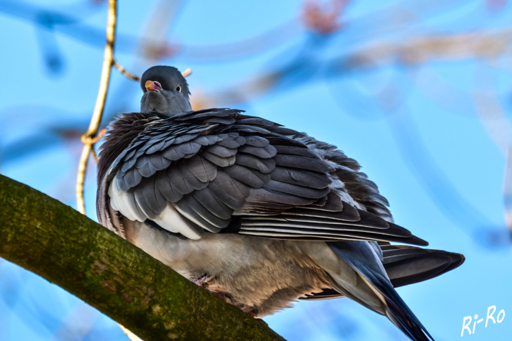 Aufgeplustert
Die Ringeltauben kommen aus ihren Brutgebieten u. bleiben bei uns, bis Ende Februar/Anfang März. Sie sind Teilzieher. Wenn der Winter in einem Gebiet zu streng ist oder die Nahrungsangebote knapp werden, dann ziehen sie weiter. (natur-erleben-online)
Schlüsselwörter: 2025