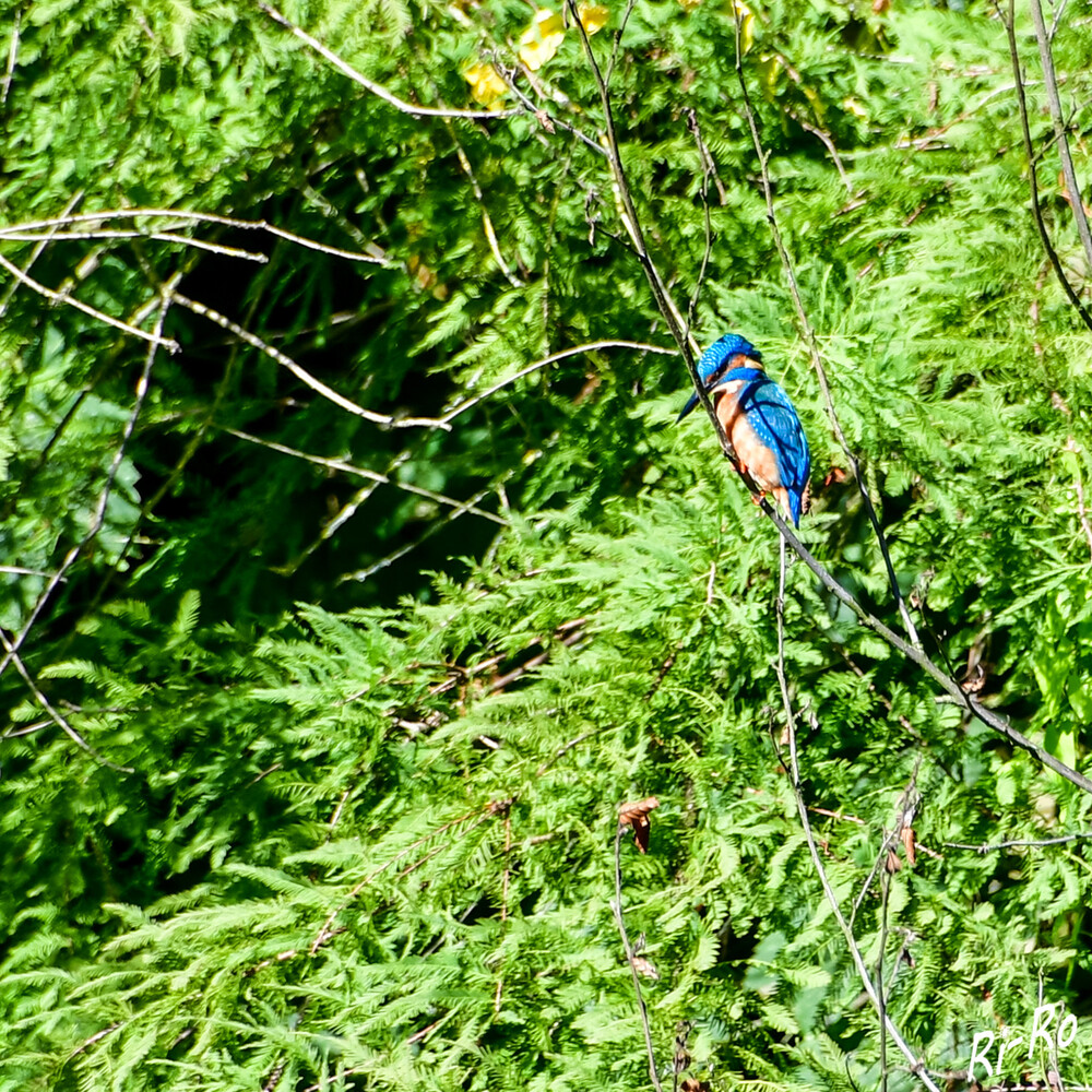 Eisvogel
ein faszinierender Rackenvogel aus Nordamerika, der in der Nähe von Flüssen, Seen oder Küsten lebt. Er ist ein Einzelgänger u. verteidigt sein Revier vehement gegenüber Artgenossen. (tierenzyklopaedie)
Schlüsselwörter: 2024