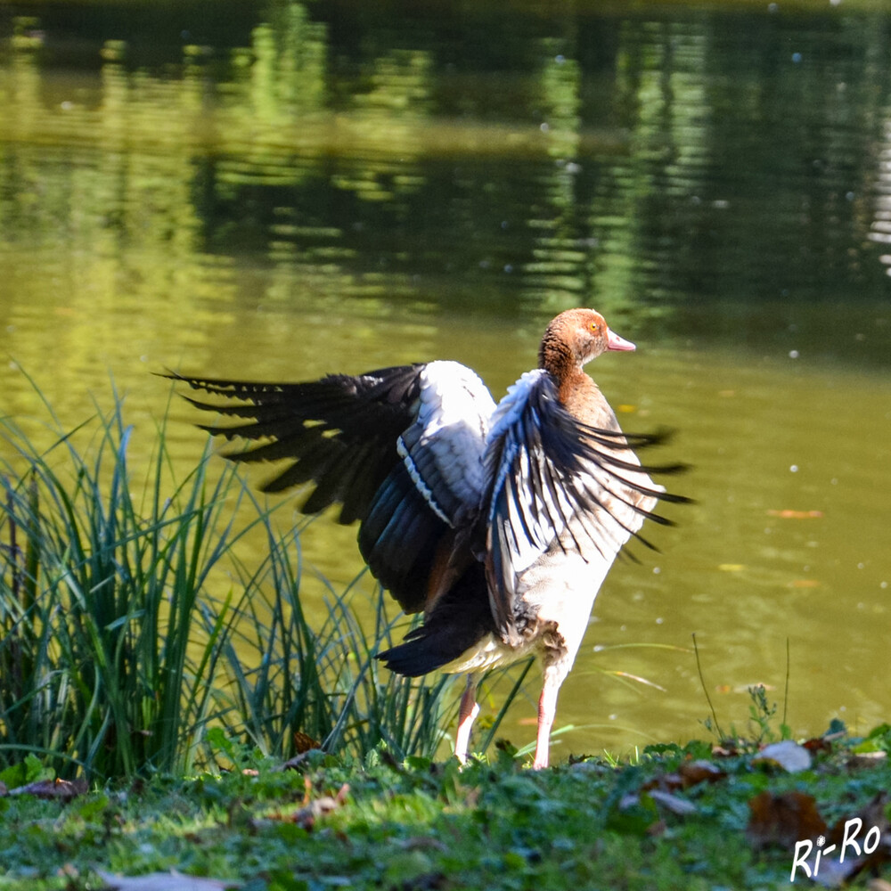 Sportlich
Der Name Nilgans lässt sich auf ihre Verbreitung am Fluss Nil zurückführen. Die Tiere sind bekannt für ihre anpassungsfähige Natur u. können sich in unterschiedlichsten Lebensräumen zurechtfinden. (tierenzyklopaedie)
Schlüsselwörter: 2024