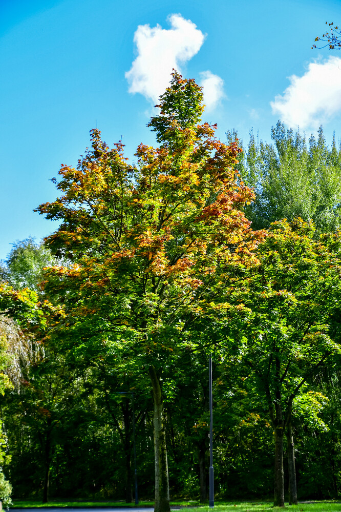 Herbstlicher Baum, Wald „Ahorn“
Roland
Schlüsselwörter: 2024