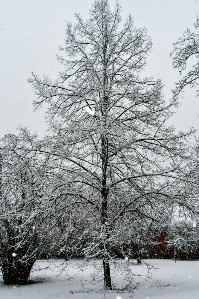 Frei "Schneefall"
Roland
Schlüsselwörter: 2025