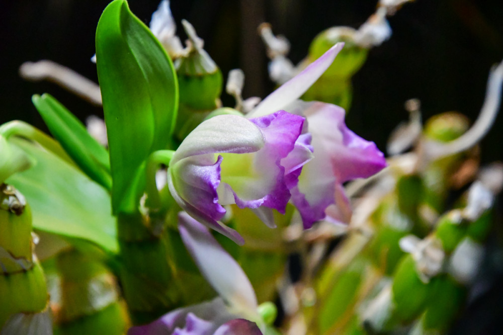 Frei "Dendrobium"
Roland
Schlüsselwörter: 2025