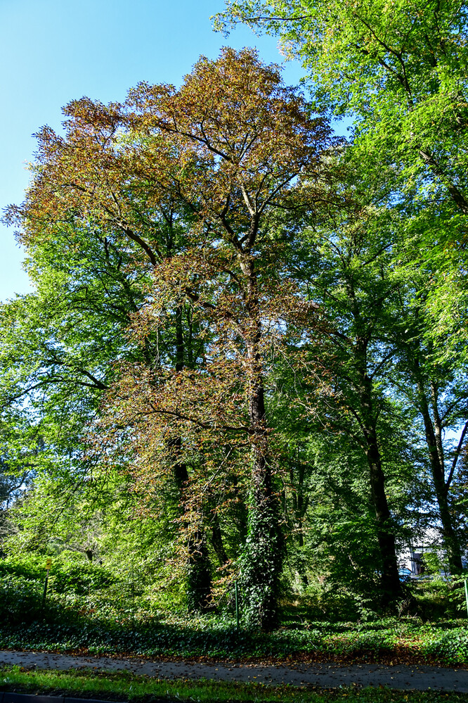 Herbstlicher Baum, Wald „Erste Färbung“
Roland
Schlüsselwörter: 2024