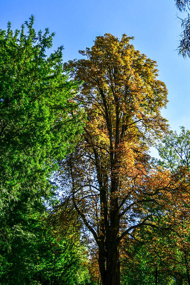 Herbstlicher Baum, Wald  „Krone“
Roland
Schlüsselwörter: 2024