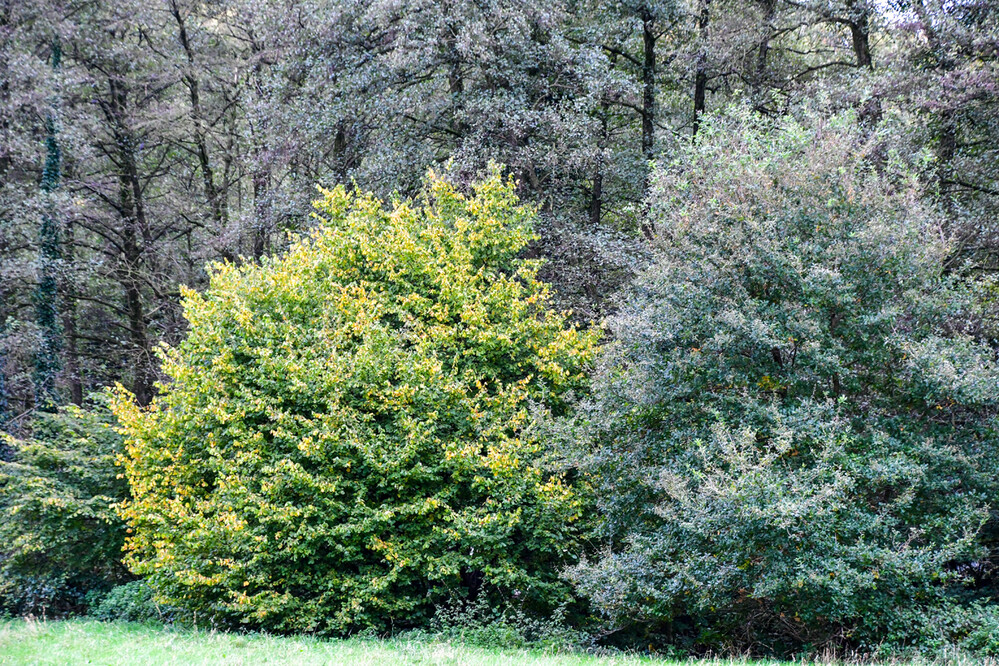 Herbstlicher Baum, Wald „Waldrand“
Roland
Schlüsselwörter: 2024