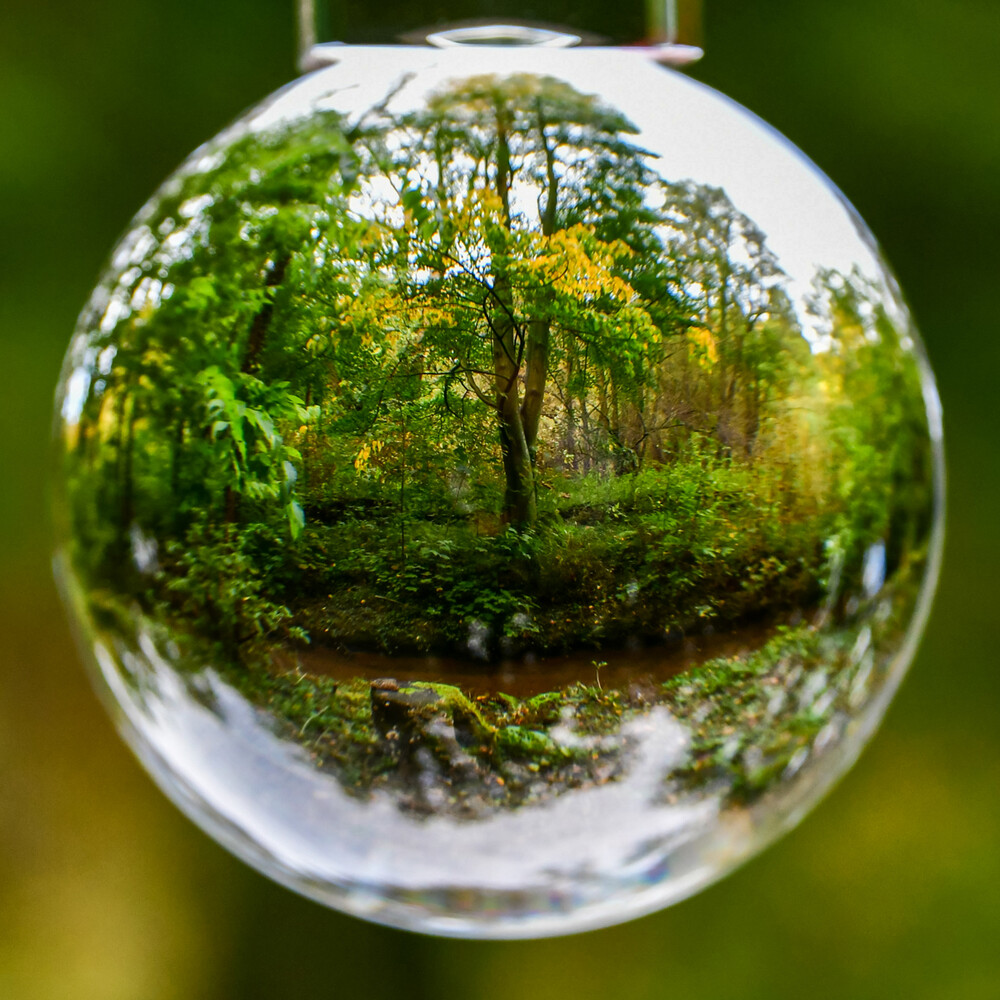 Herbstlicher Baum, Wald „In der Kugel“
Roland
Schlüsselwörter: 2024