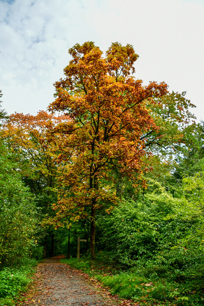 Herbstlicher Baum, Wald „Kastanie“
Roland
Schlüsselwörter: 2024