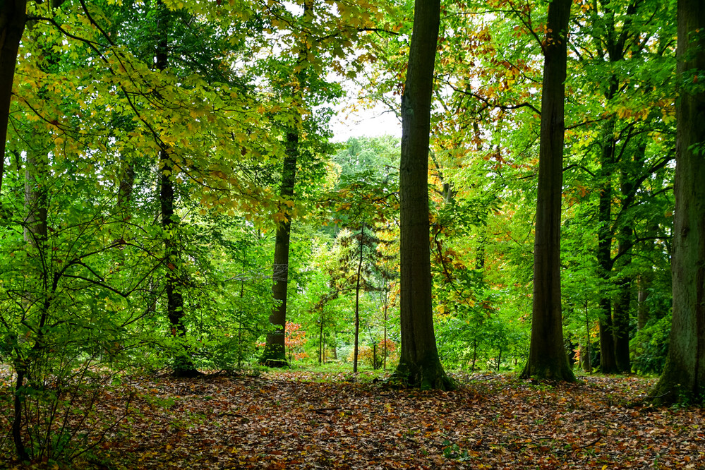 Herbstlicher Baum, Wald „Waldbaden“
Roland
Schlüsselwörter: 2024