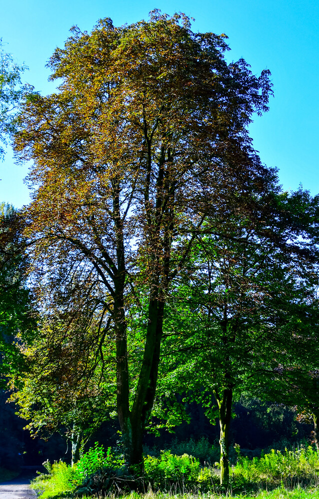 Herbstlicher Baum, Wald „Zum Fällen freigegebenL“
Roland
Schlüsselwörter: 2024