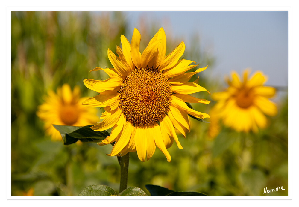 31 - Sonnenblumen
Schlüsselwörter: 2024