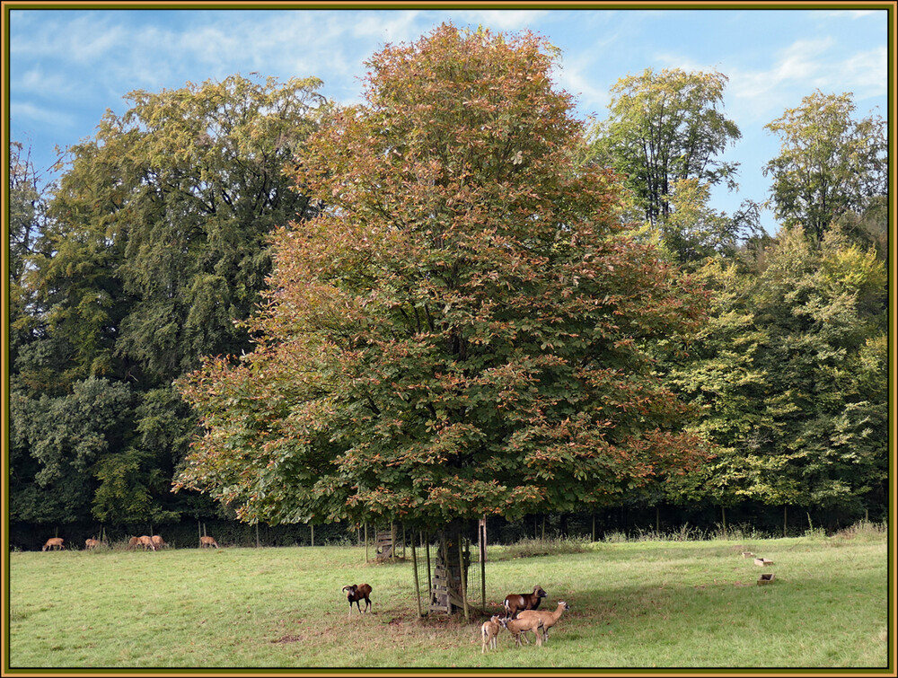 Herbstlicher Baum, Wald "Stolzer Kastanienbaum mit dezenter Rostfarbe"
Elise
Schlüsselwörter: 2024