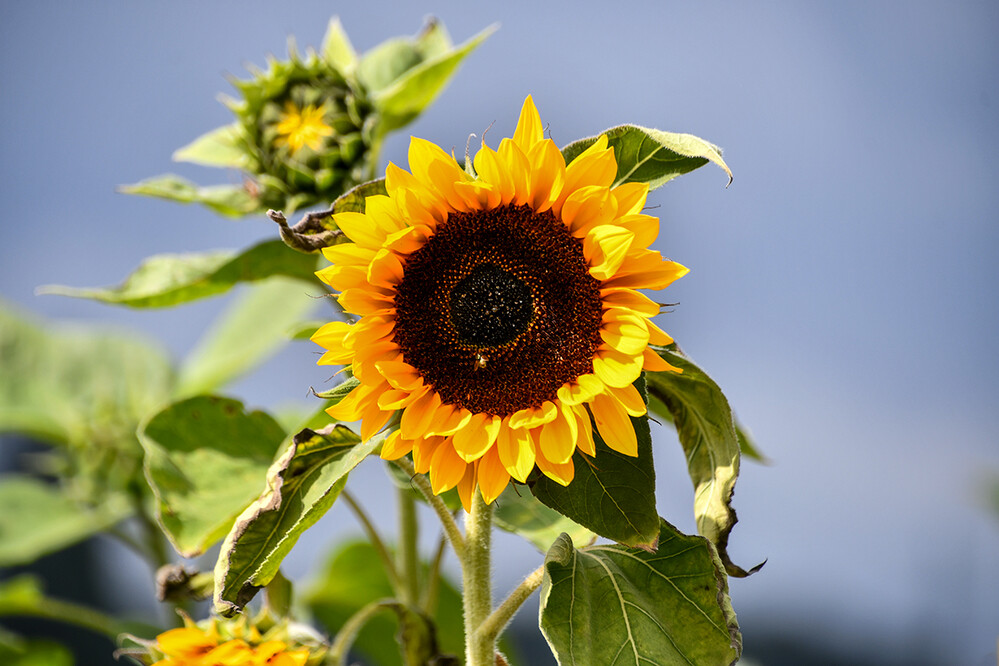 Teleaufnahmen “Sonnenblume“
Roland
Schlüsselwörter: 2023