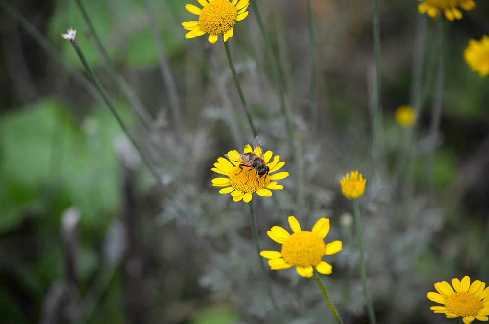 Teleaufnahmen “Insektenbesuch“
Perla
Schlüsselwörter: 2023