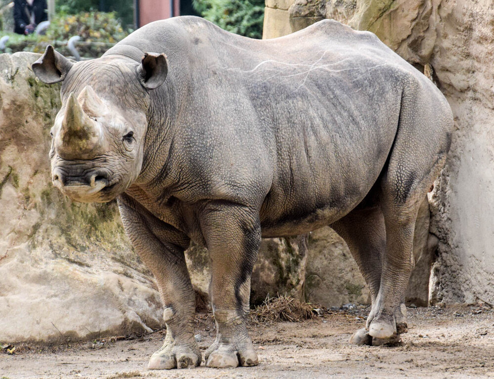 Tiere "Nashorn"
Karl-Heinz
Schlüsselwörter: 2022