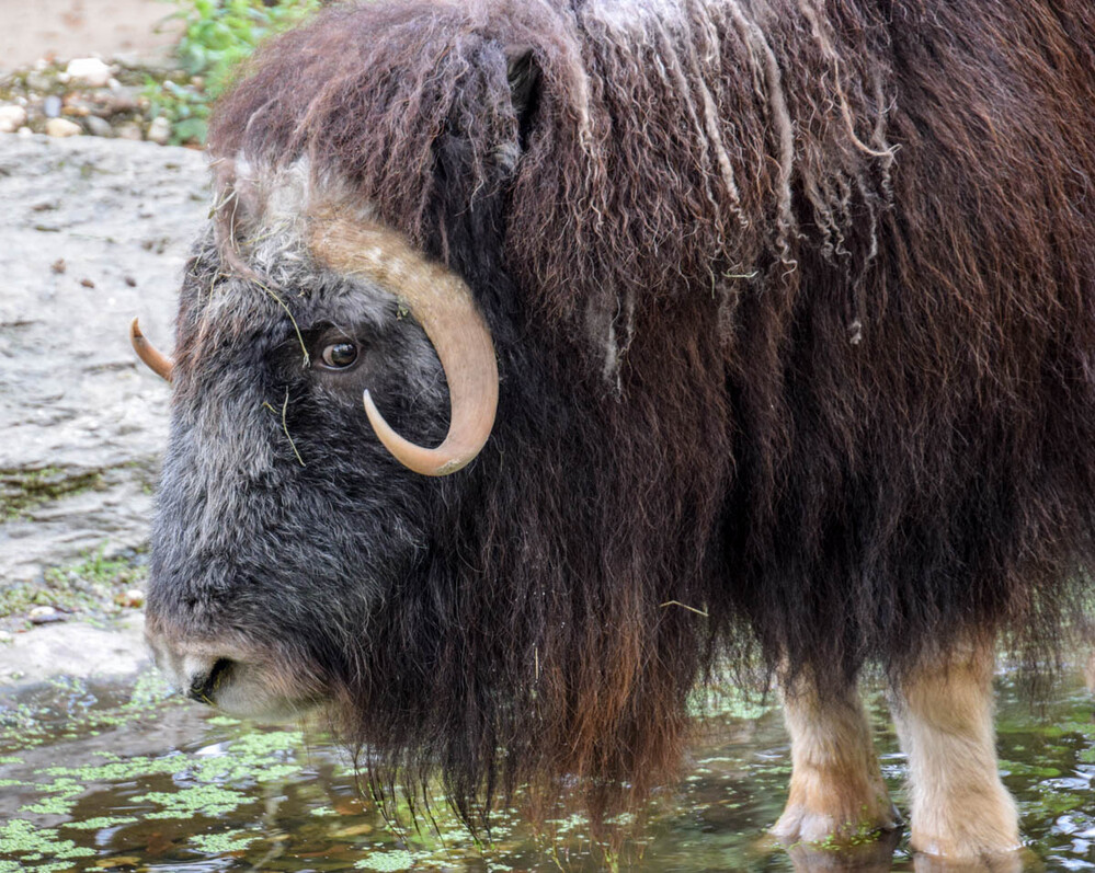 Tiere "Moschusochse" 
Karl-Heinz
Schlüsselwörter: 2022