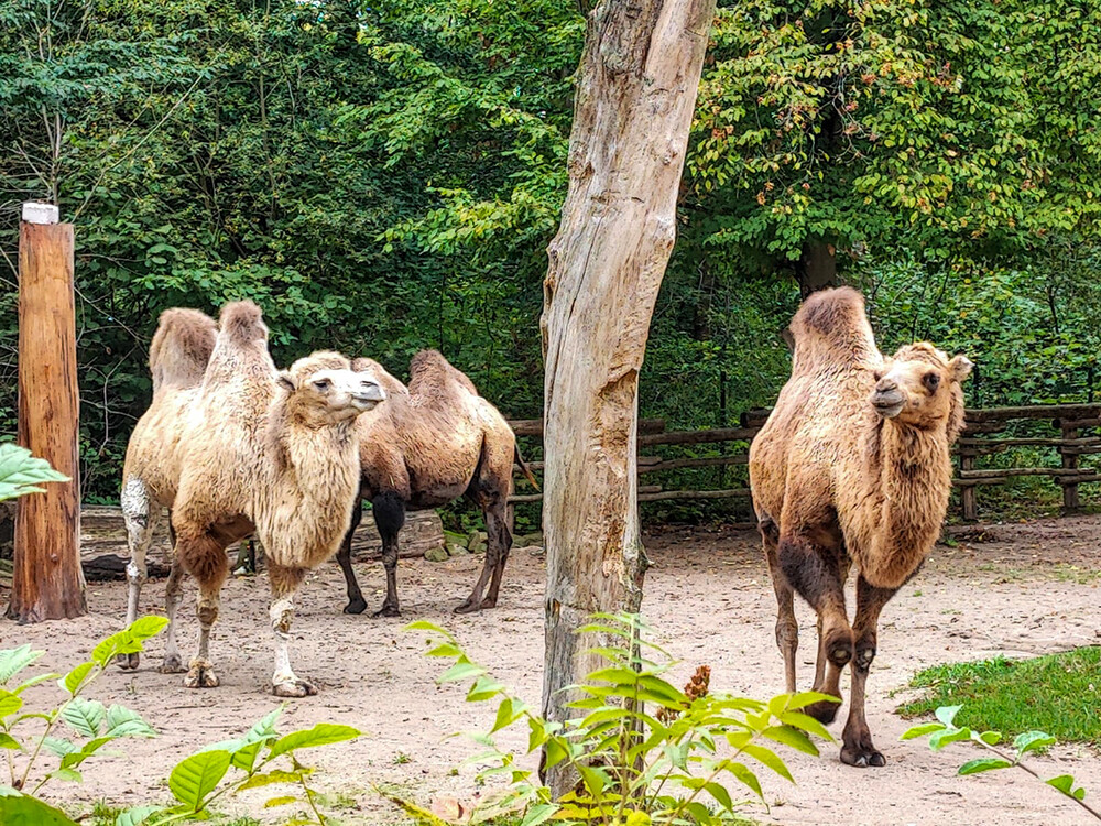 Tiere "Trampeltiere"
Manni
Schlüsselwörter: 2022