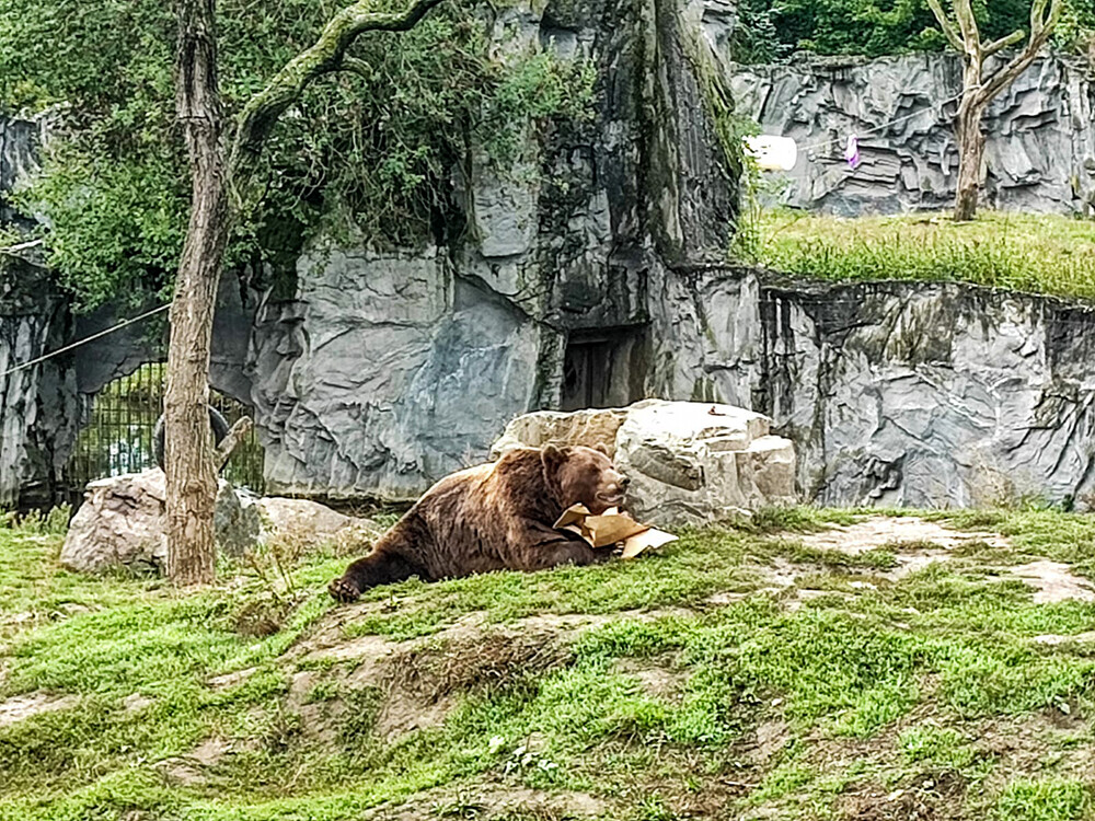 Tiere "Kamtschatkabär"
Manni
Schlüsselwörter: 2022