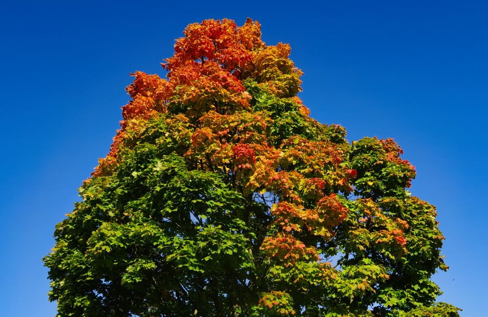 Herbstlicher Baum, Wald „Ahorn“
Verena
Schlüsselwörter: 2024