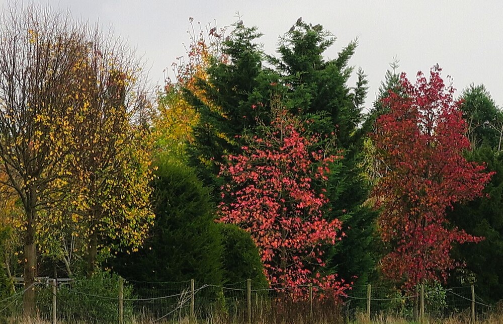 Herbstlicher Baum, Wald „Am Wegesrand"
Verena
Schlüsselwörter: 2024