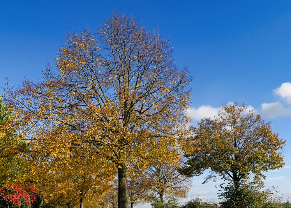 Herbstlicher Baum, Wald  "Bald kahl"
Verena
Schlüsselwörter: 2024